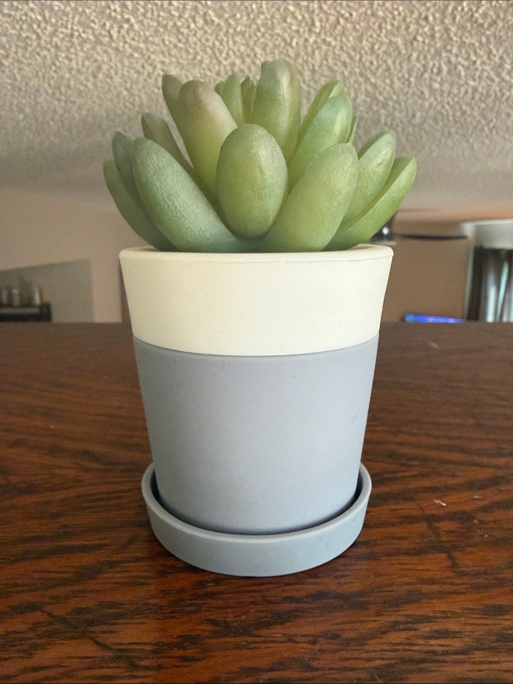 BBW Desktop Potted Planted PocketBac Holder